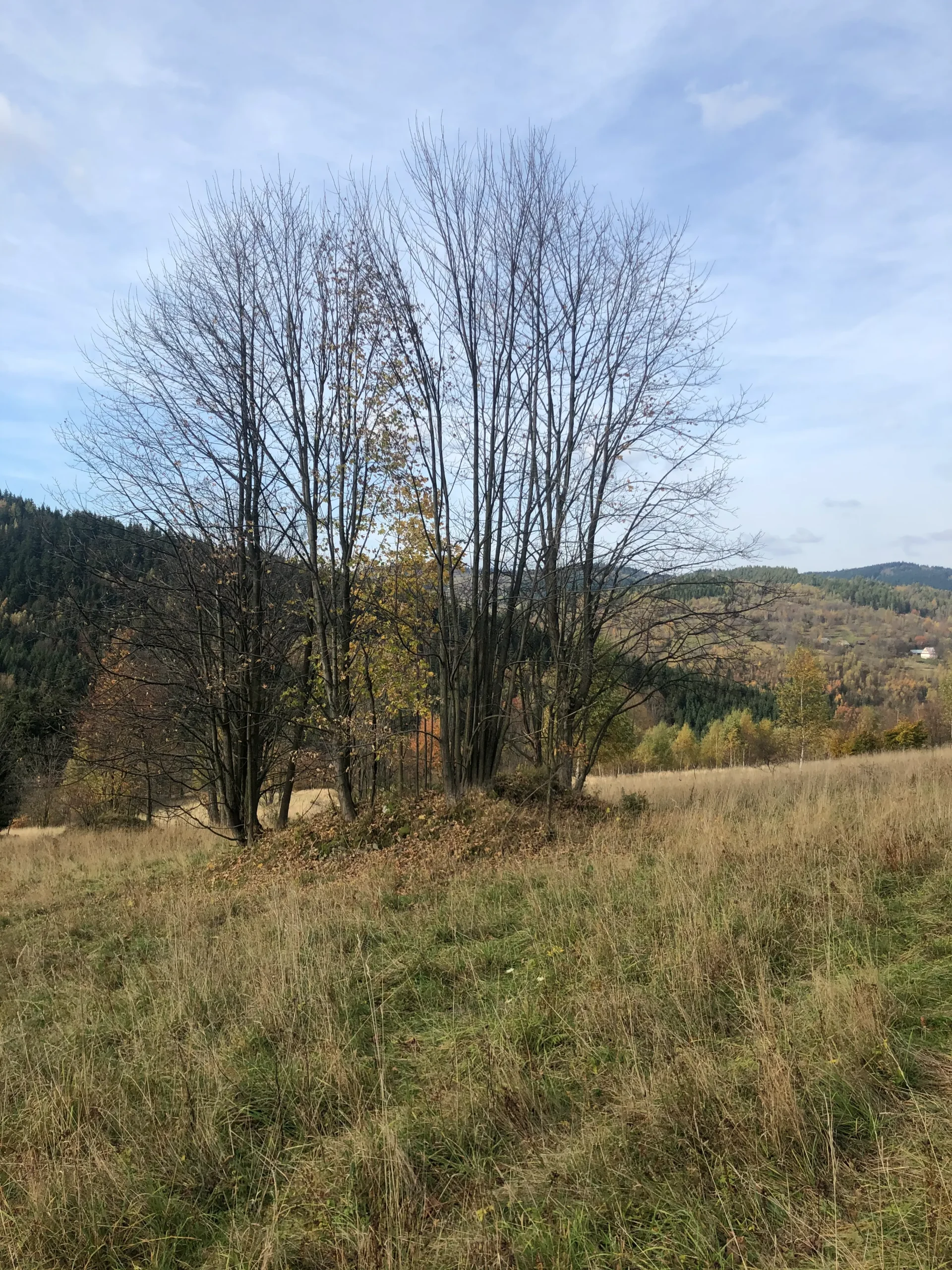 Działka — drzewa na skraju terenu