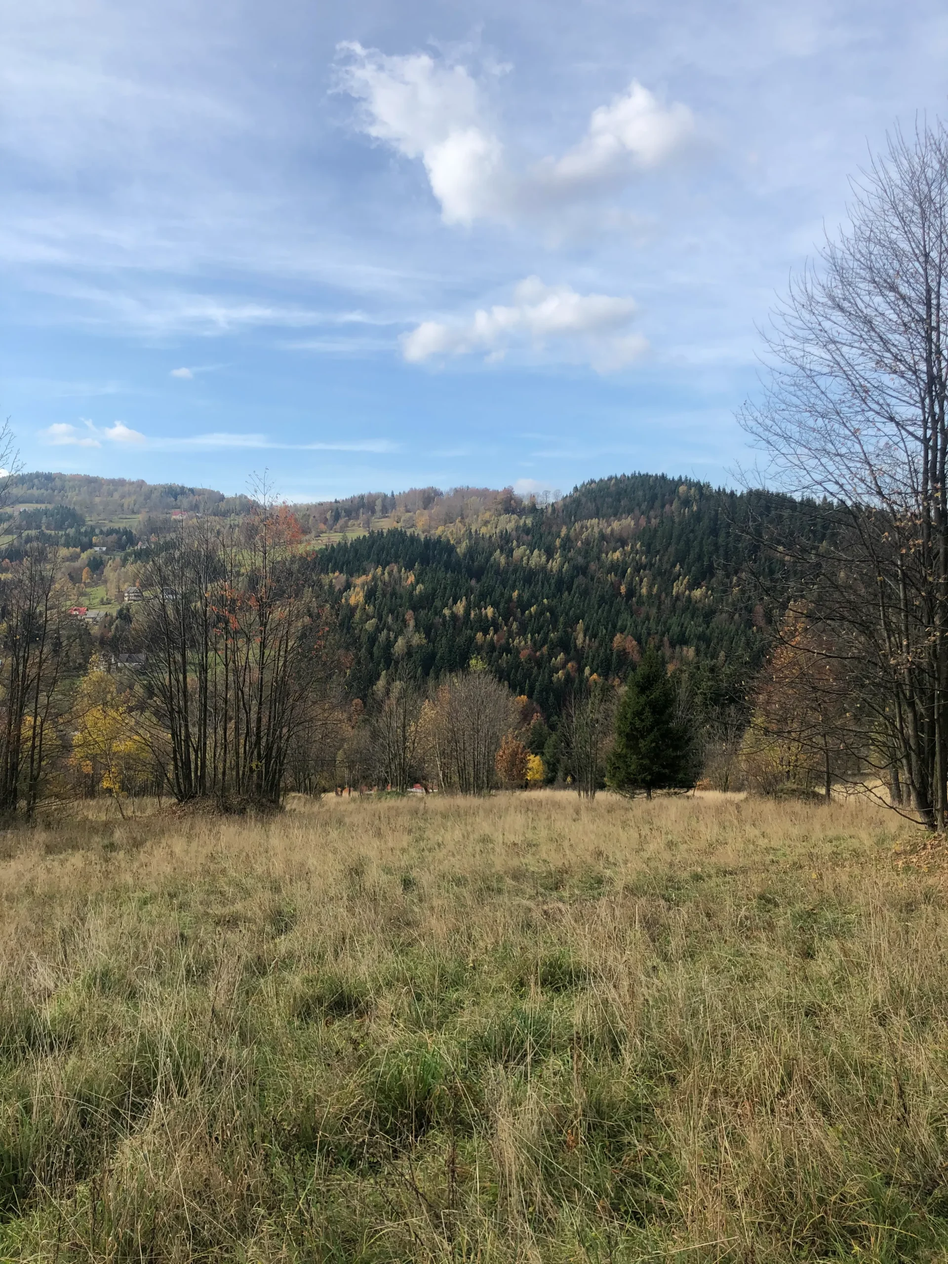 Działka — panorama lasu i gór