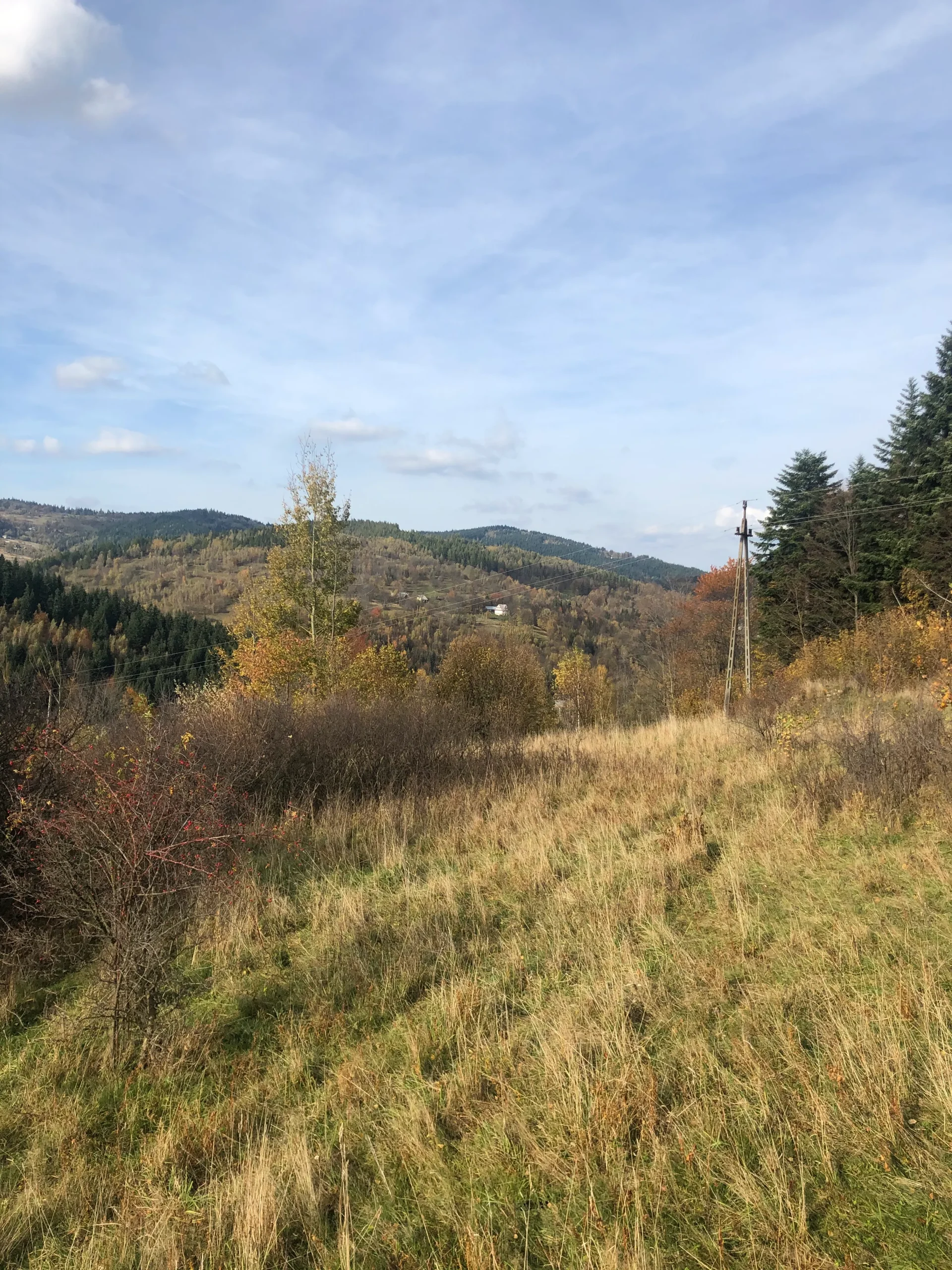 Działka — świerk i panorama gór
