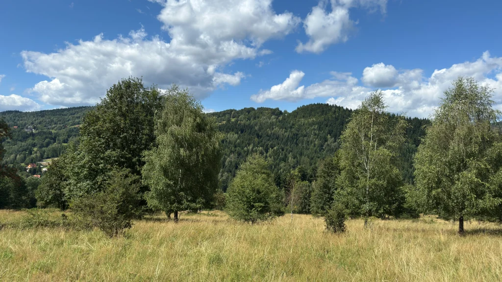 Widok z terenu na zalesione zbocze po drugiej stronie doliny.