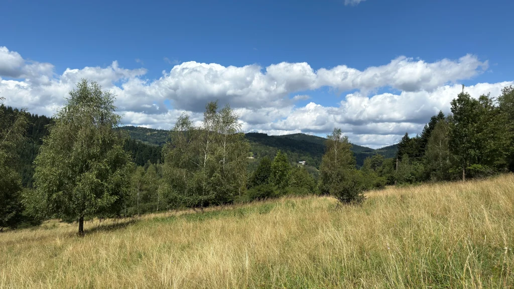 Łąka na stoku z brzozami, w tle panorama gór i zabudowania w dolinie.