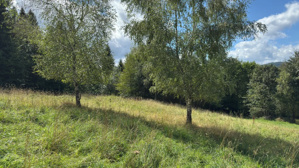 Dwie brzozy rosnące na stoku terenu, rzucające cień na trawę.