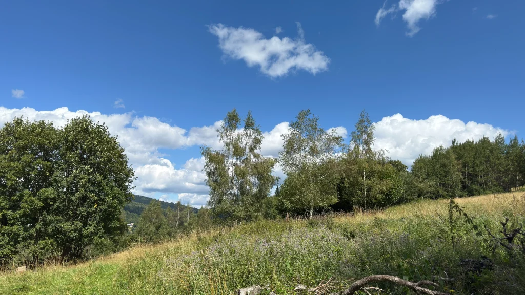 Widok wyżej ze stoku: brzozy, dzikie zarośla i panorama doliny.